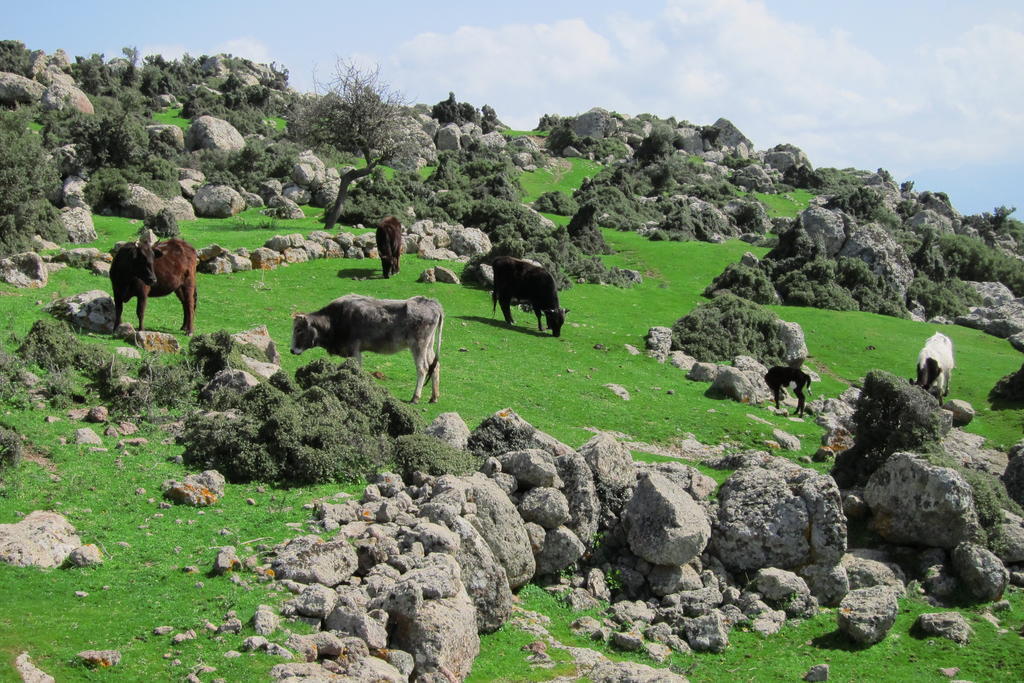 Penzion Alterna Koey Evi Ayvacik Exteriér fotografie
