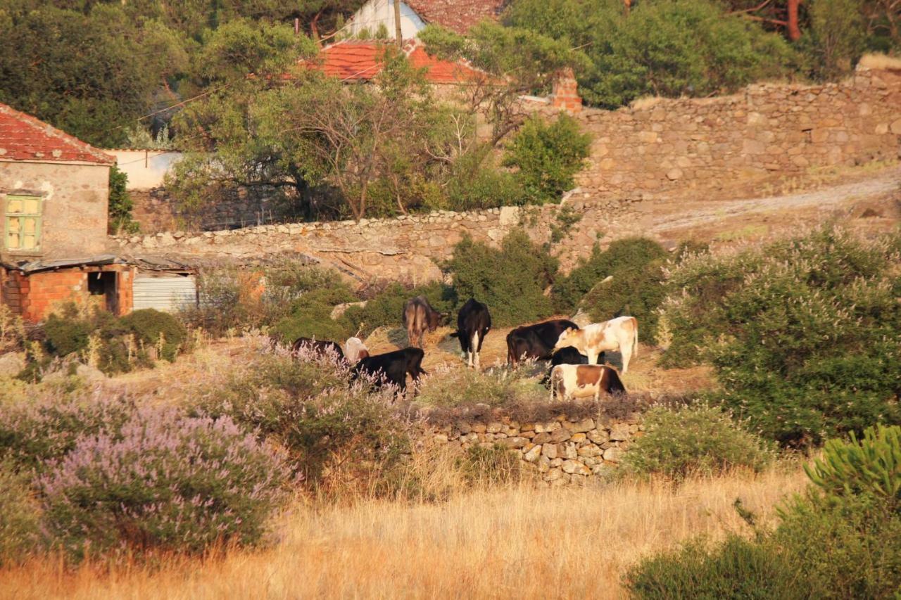 Penzion Alterna Koey Evi Ayvacik Exteriér fotografie